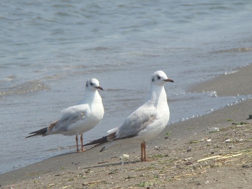 birds  seagull  body of water