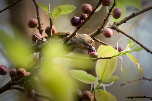 birds  eye  fruit