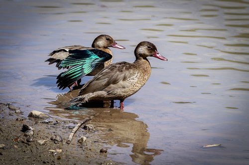 birds  duck  lake