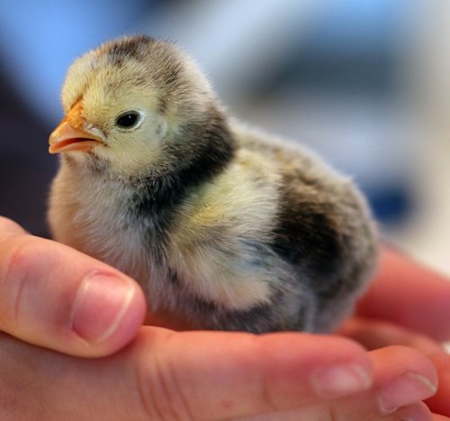 birds  poultry  newborn