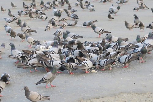 birds  pigeon