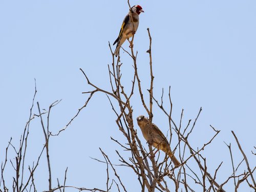 birds  tree  branch