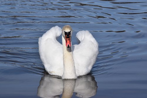 birds  lake  man