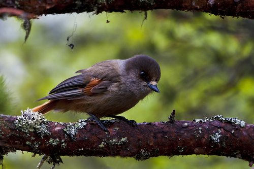 birds  the nature of the  three