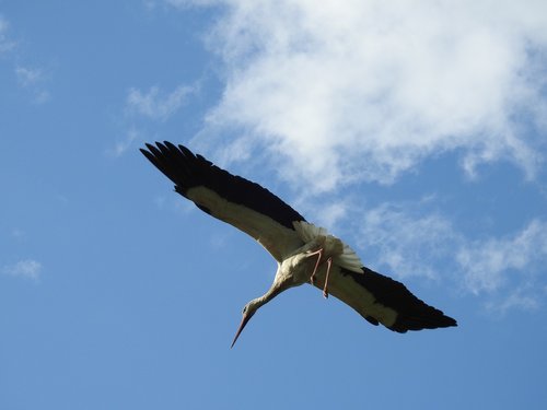 birds  nature  sky