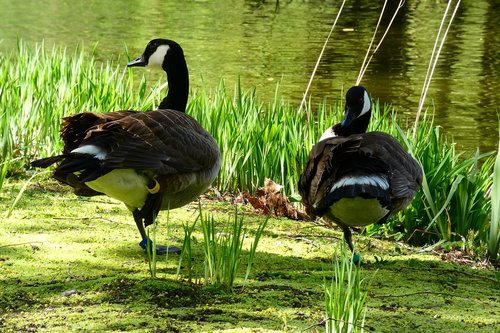 birds  nature  animals