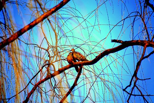 birds  perched  tree