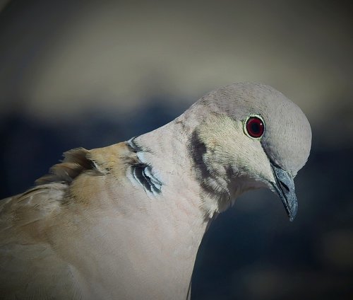 birds  nature  portrait