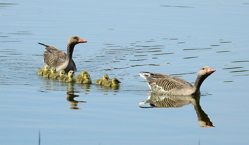 birds  nature  animals