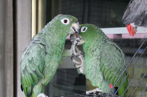 birds  parrot  animal kingdom