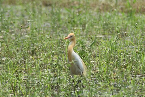 birds  wildlife  wild