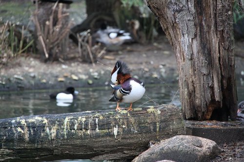 birds  zoo