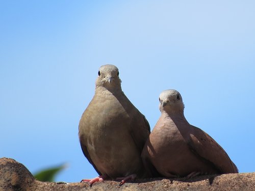 birds  pigeons  dove