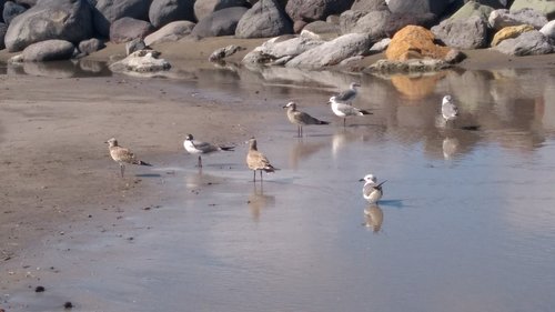 birds  beach  sea