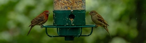 birds  bird feeder  feeder