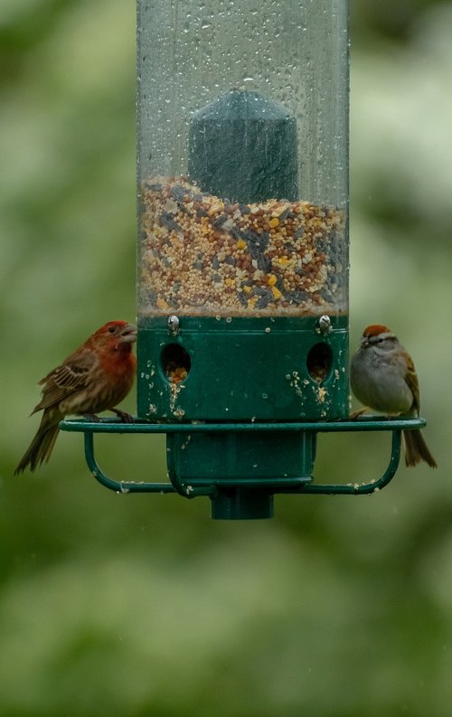 birds  bird feeder  feeder