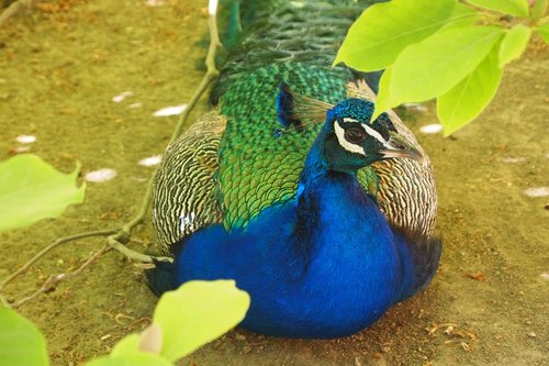 birds  peacock  plumage