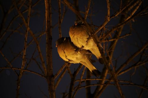 birds night pigeons