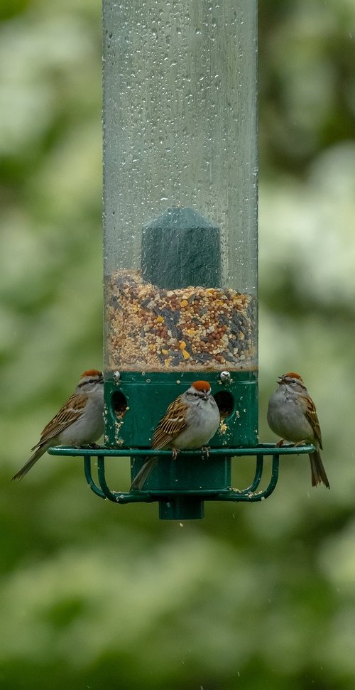 birds  feeder  bird feeder