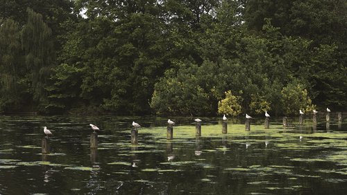 birds  seagulls  pond