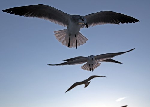 birds  sky  flying