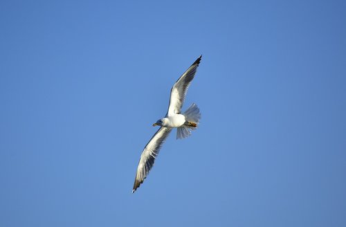 birds  seagull  sky