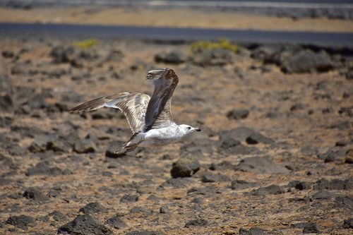 birds  seagull  fuerteventura