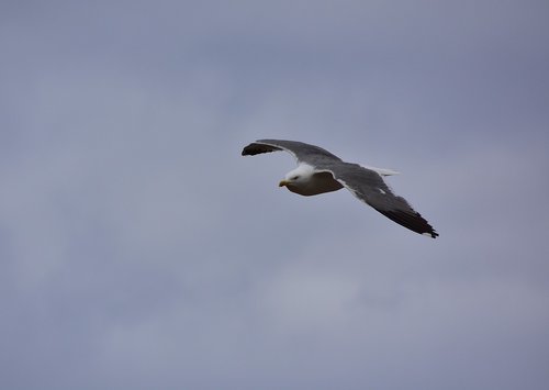 birds  seagull  sky