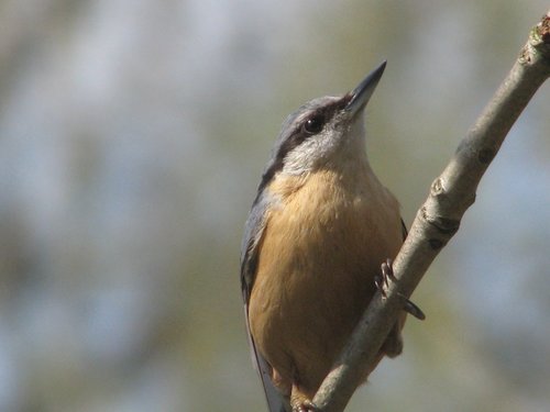 birds  nature  spring