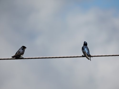 birds  singing  nature serengeti