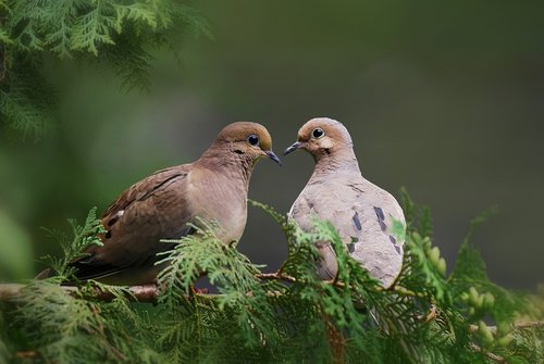 birds  wild  mourning doves