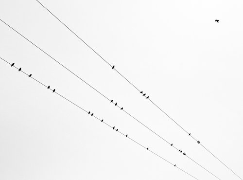 birds  line  autumn
