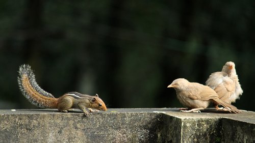 birds  avian  pair