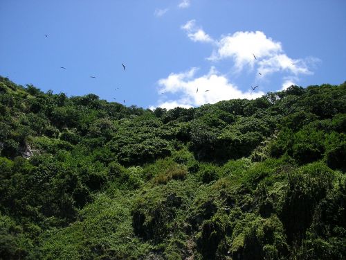 birds tobago mountain