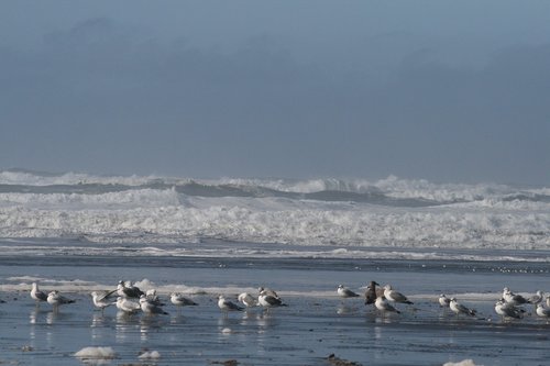 birds  shores  ocean
