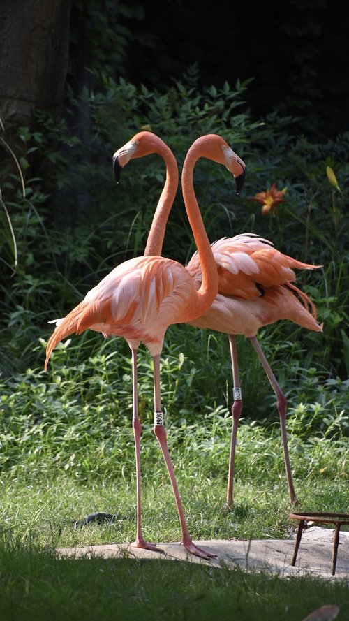 birds  flamingo  red