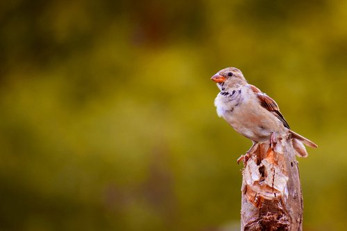 birds  sparrow  pen