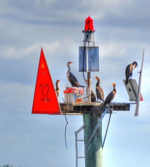 birds buoys animal