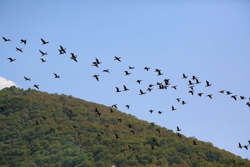 birds  nature  bird