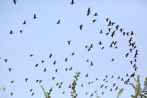 birds  sky  nature