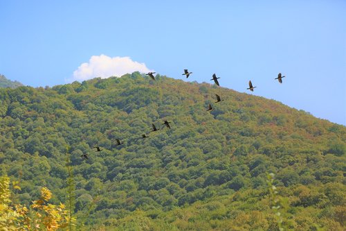 birds  mountain  nature