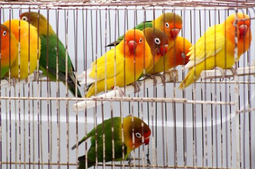 birds  cage  animals