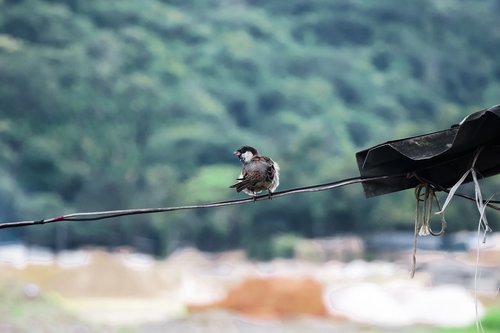 birds  landscapes  nature