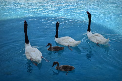 birds  ducks  pond