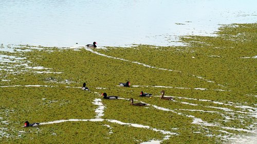 birds  ducks  laguna