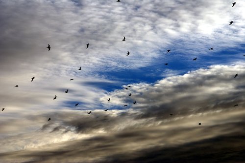 birds  sky  nature