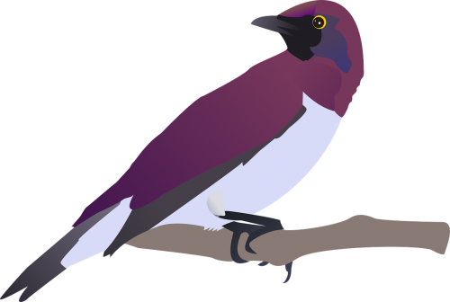birds purple stting