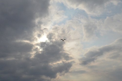 birds  cloud  flight