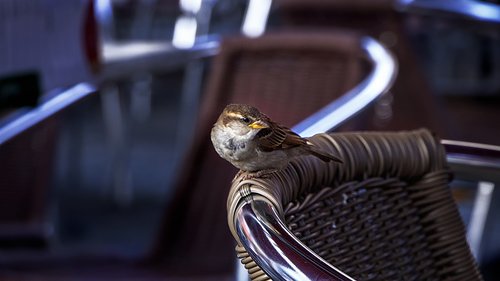 birds  chair  bar