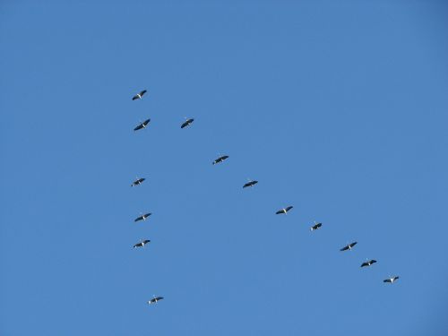 birds migratory birds formation